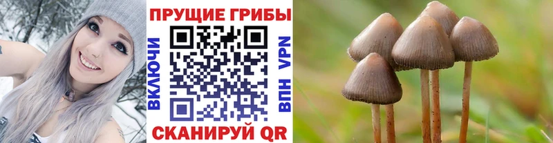 darknet как зайти Пугачёв Псилоцибиновые грибы Cubensis